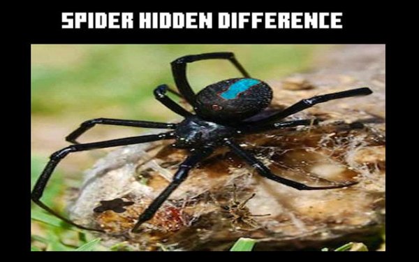 Spider Hidden Difference: Find The Differences Game